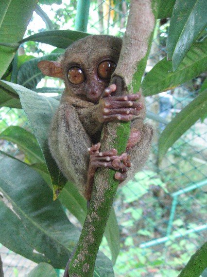 Einer der Tarsiers...
