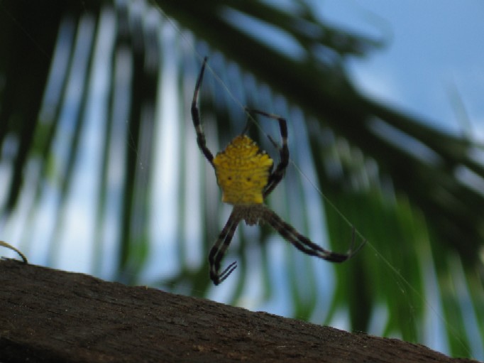 Eine Spinne mit 3cm Durchmesser...
