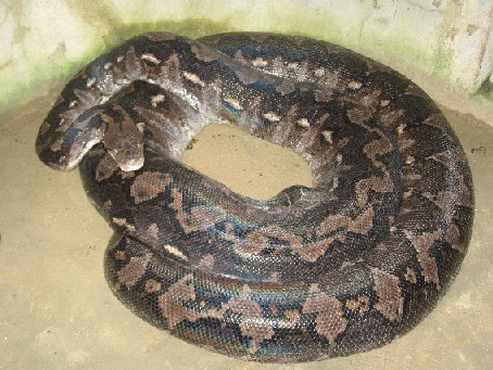 Die gr��te Schlange von Bohol mit 250kg...